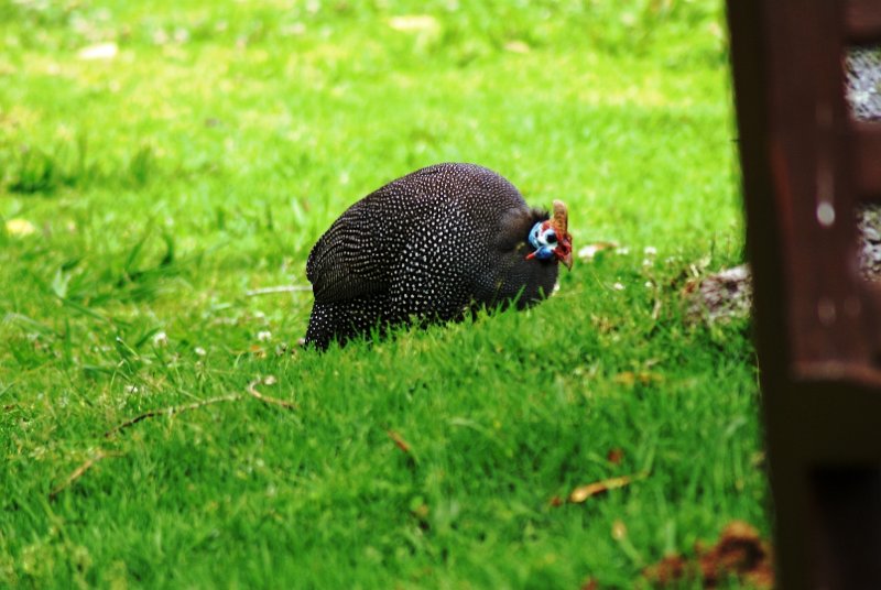 p (30).JPG - Hemperlhuhn